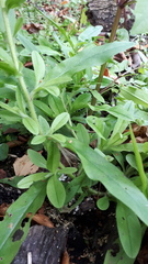 Myosotis scorpioides