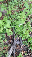 Myosotis scorpioides