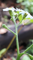 Myosotis scorpioides