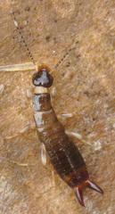 Euborellia