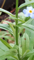 Myosotis scorpioides