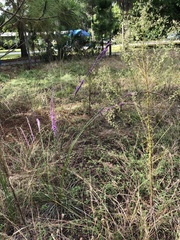Liatris laevigata