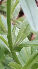 Myosotis scorpioides