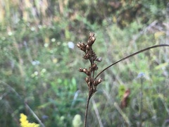 Juncus dichotomus
