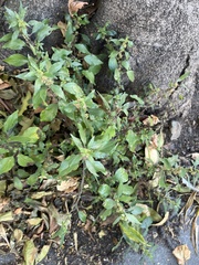 Parietaria judaica