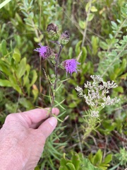 Liatris novae-angliae