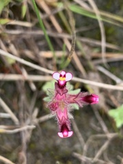 Parentucellia latifolia