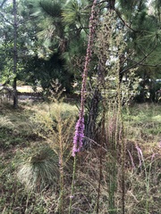 Liatris laevigata