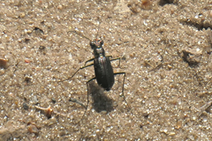 Cicindela punctulata