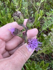 Liatris novae-angliae