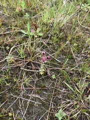 Parentucellia latifolia