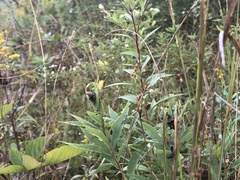 Juncus dichotomus