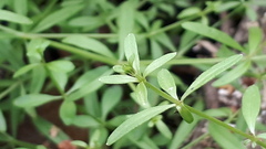 Galium palustre