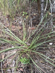 Eryngium yuccifolium