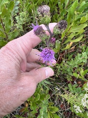Liatris novae-angliae