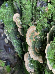 Cerrena unicolor