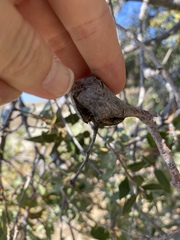 Dryocosmus asymmetricus