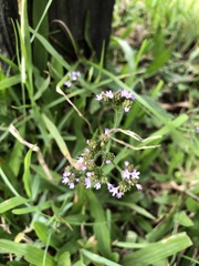Verbena brasiliensis