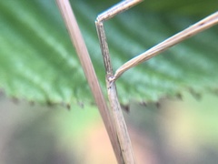 Juncus dichotomus
