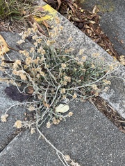 Helichrysum luteoalbum