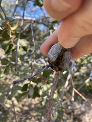Dryocosmus asymmetricus
