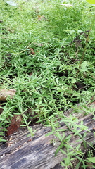 Galium palustre