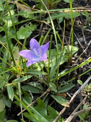 Campanula parryi