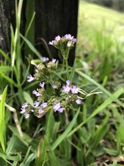 Verbena brasiliensis