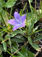 Campanula parryi