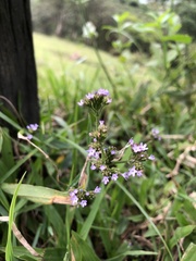 Verbena brasiliensis