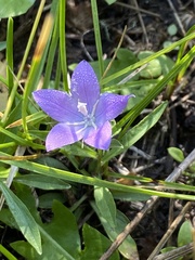 Campanula parryi