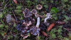 Lyophyllum