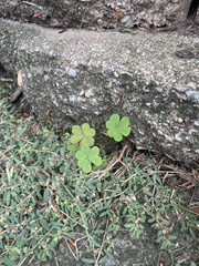 Oxalis stricta