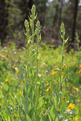 Bistorta bistortoides