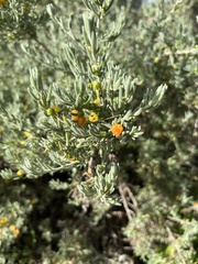 Enchylaena tomentosa