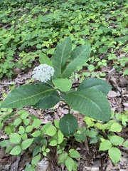 Asclepias variegata