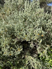 Enchylaena tomentosa