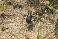 Cicindela punctulata
