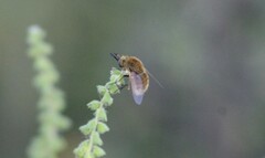 Sparnopolius confusus