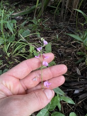 Desmodium glabellum