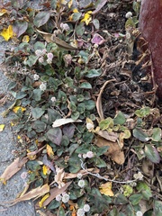 Persicaria capitata