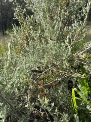 Enchylaena tomentosa