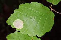 Cameraria hamameliella