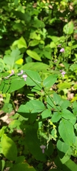 Desmodium laevigatum