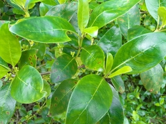 Coprosma macrocarpa