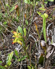 Sarracenia minor
