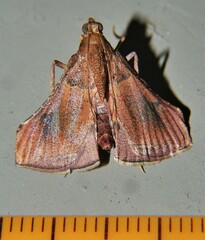 Endotricha dispergens