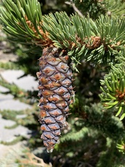 Pinus longaeva
