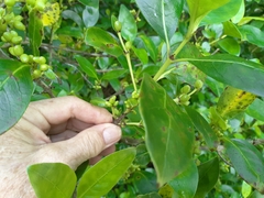Coprosma macrocarpa