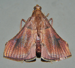 Endotricha dispergens